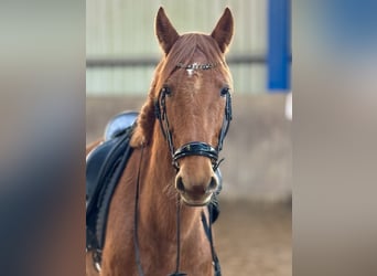Other Warmbloods, Gelding, 5 years, 15,2 hh, Chestnut-Red