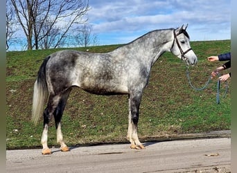 Other Warmbloods, Gelding, 5 years, 15,2 hh, Grey