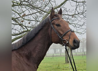 Other Warmbloods, Gelding, 5 years, 15,3 hh, Bay-Dark