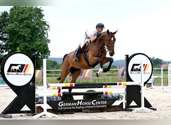 Other Warmbloods, Gelding, 5 years, 16.1 hh, Brown