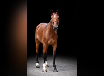 Other Warmbloods, Gelding, 5 years, 16.1 hh, Brown