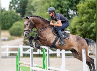 Other Warmbloods, Gelding, 5 years, 16.1 hh, Gray-Red-Tan