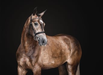 Other Warmbloods, Gelding, 5 years, 16.1 hh, Gray-Red-Tan