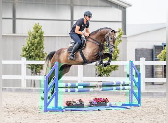 Other Warmbloods, Gelding, 5 years, 16.1 hh, Gray-Red-Tan