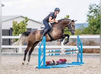 Other Warmbloods, Gelding, 5 years, 16.1 hh, Gray-Red-Tan