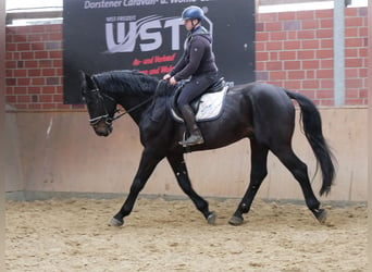Other Warmbloods, Gelding, 5 years, 16.1 hh, Smoky-Black