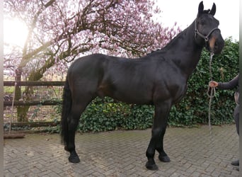 Other Warmbloods, Gelding, 5 years, 16.1 hh, Smoky-Black