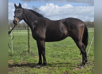 Other Warmbloods, Gelding, 5 years, 16.1 hh, Smoky-Black