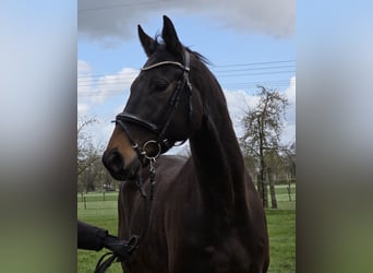 Other Warmbloods, Gelding, 5 years, 16.1 hh, Smoky-Black