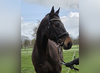 Other Warmbloods, Gelding, 5 years, 16.1 hh, Smoky-Black