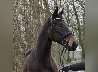 Other Warmbloods, Gelding, 5 years, 16.1 hh, Smoky-Black