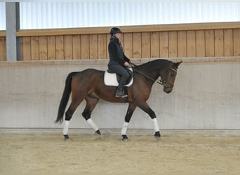 Other Warmbloods, Gelding, 5 years, 16.2 hh