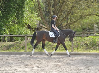 Other Warmbloods, Gelding, 5 years, 16.2 hh, Smoky-Black