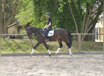 Other Warmbloods, Gelding, 5 years, 16.2 hh, Smoky-Black