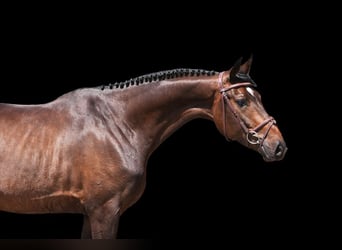 Other Warmbloods, Gelding, 5 years, 16 hh, Brown