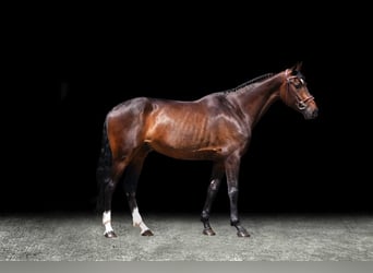Other Warmbloods, Gelding, 5 years, 16 hh, Brown