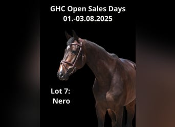 Other Warmbloods, Gelding, 5 years, 16 hh, Brown