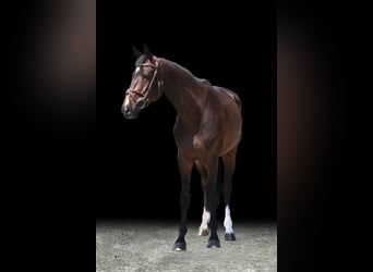 Other Warmbloods, Gelding, 5 years, 16 hh, Brown