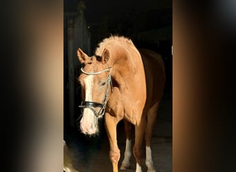 Other Warmbloods, Gelding, 5 years, 16 hh, Chestnut-Red