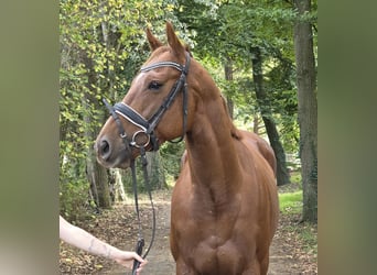 Other Warmbloods, Gelding, 5 years, 16 hh, Chestnut-Red