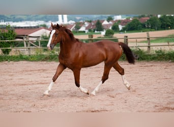 Other Warmbloods, Gelding, 5 years, 16 hh, Chestnut-Red