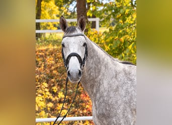 Other Warmbloods, Gelding, 5 years, 16 hh, Grey-Dapple
