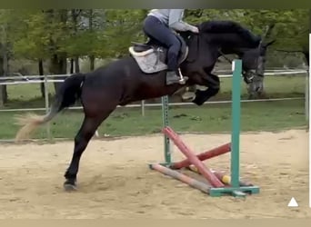 Other Warmbloods, Gelding, 5 years, 16 hh, Grey