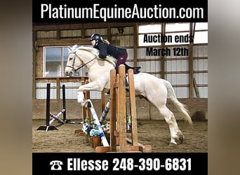 Other Warmbloods, Gelding, 5 years, 16 hh, Palomino