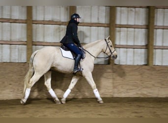 Other Warmbloods, Gelding, 5 years, 16 hh, Palomino