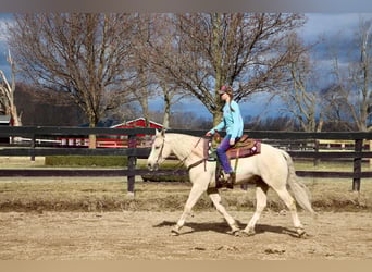 Other Warmbloods, Gelding, 5 years, 16 hh, Palomino