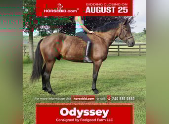 Other Warmbloods, Gelding, 5 years, 16,2 hh, Bay