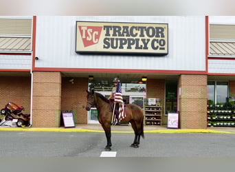 Other Warmbloods, Gelding, 5 years, 16,2 hh, Bay