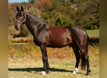 Other Warmbloods, Gelding, 5 years, 16,2 hh, Bay