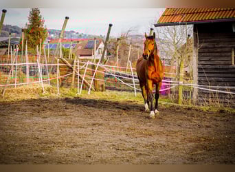 Other Warmbloods, Gelding, 5 years, 16,2 hh, Brown