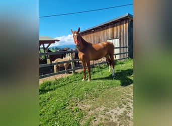 Other Warmbloods, Gelding, 5 years, 16,3 hh, Chestnut-Red