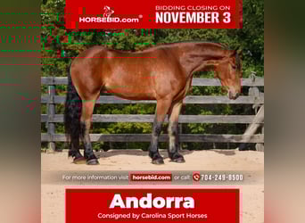 Other Warmbloods Mix, Gelding, 5 years, 17.1 hh, Bay