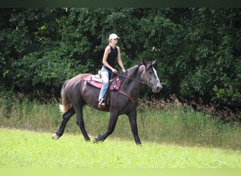 Other Warmbloods, Gelding, 5 years, 17.2 hh, Gray