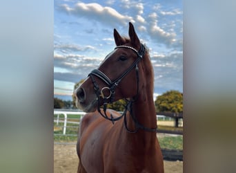 Other Warmbloods, Gelding, 5 years, 17 hh, Chestnut-Red