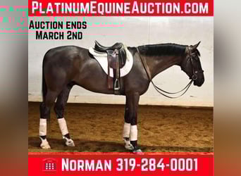 Other Warmbloods, Gelding, 5 years, Black