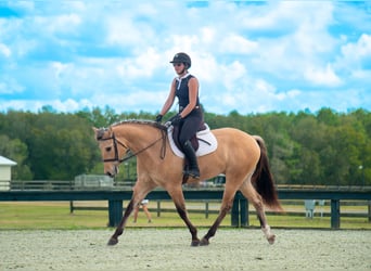 Other Warmbloods Mix, Gelding, 5 years, Dun