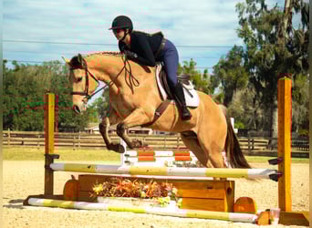 Other Warmbloods Mix, Gelding, 5 years, Dun