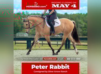 Other Warmbloods Mix, Gelding, 5 years, Dun