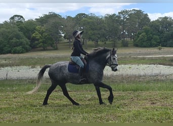 Other Warmbloods Mix, Gelding, 5 years, Grey