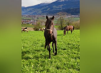 Other Warmbloods, Gelding, 6 years, 14.2 hh, Bay-Dark