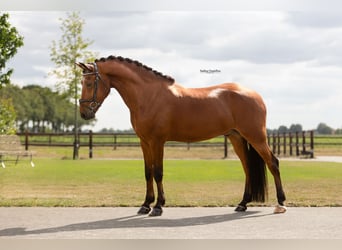 Other Warmbloods, Gelding, 6 years, 14.2 hh, Brown