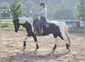 Other Warmbloods Mix, Gelding, 6 years, 14.3 hh, Tobiano-all-colors
