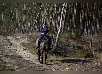 Other Warmbloods, Gelding, 6 years, 15.1 hh, Buckskin