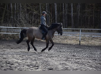 Other Warmbloods, Gelding, 6 years, 15.1 hh, Buckskin