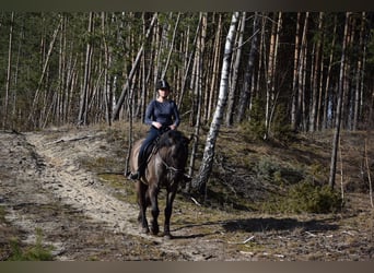 Other Warmbloods, Gelding, 6 years, 15.1 hh, Buckskin