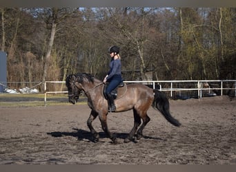 Other Warmbloods, Gelding, 6 years, 15.1 hh, Buckskin